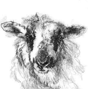 Jonge schapen schetsen | Limited edition fine art print van originele tekening. Gratis verzending.