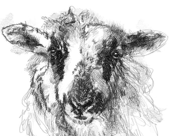 Young sheep sketch | Limited edition fine art print from original drawing. Free shipping.