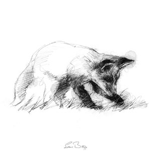 May include: A black and white pencil sketch of a fox looking down at the ground. The fox is drawn in a realistic style with detailed fur and facial features.