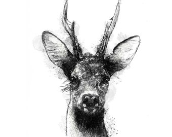 Roe deer sketch | Limited edition fine art print from original drawing. Free shipping.