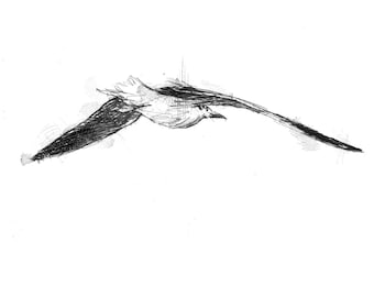 Seagull flight sketch | Limited edition fine art print from original drawing. Free shipping.