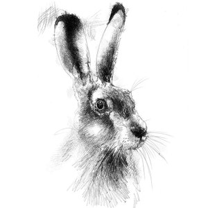 Europese bruine haas | Limited edition fine art print van originele tekening. Gratis verzending.