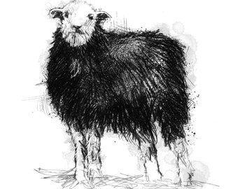 Herdwick sheep sketch | Limited edition fine art print from original drawing. Free shipping.