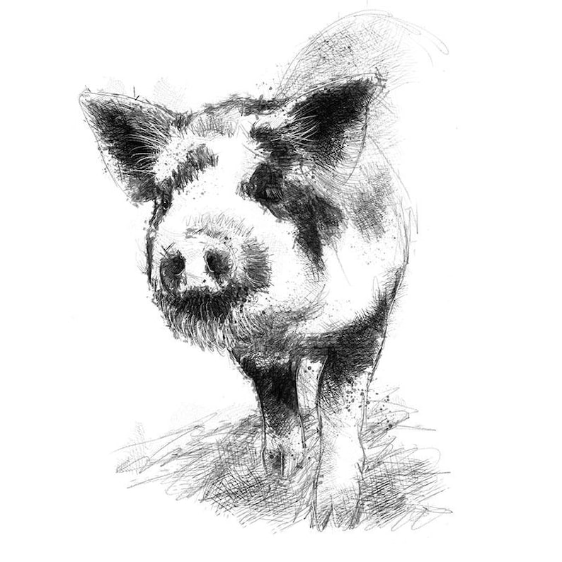 Free shipping. Spotted piglet Limited edition fine art print from original drawing