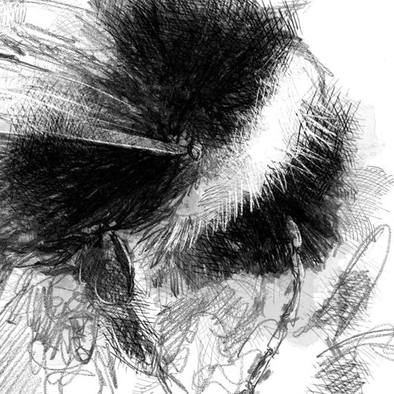 Bumble Bee Sketch | Limited Edition Fine Art Print From Original