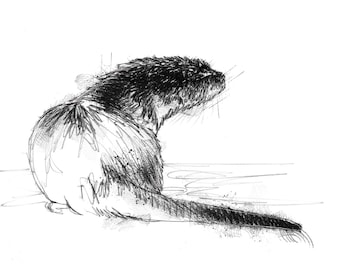 Otter sketch | Limited edition fine art print from original drawing. Free shipping.