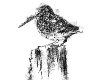 Woodcock sketch | Limited edition fine art print from original drawing. Free shipping.