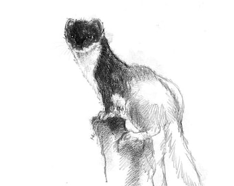 Stoat sketch | Limited edition fine art print from original drawing. Free shipping.