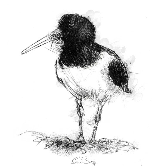 Oyster Catcher Sketch Limited Edition Fine Art Print From Etsy UK