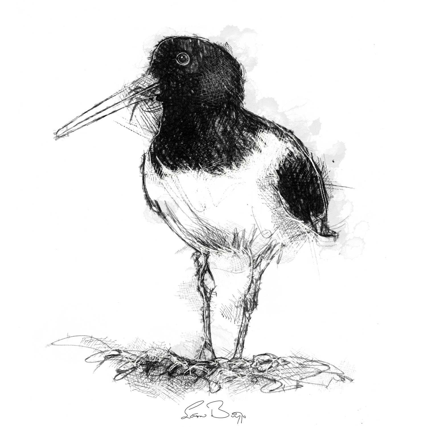 Oyster Catcher Sketch Limited Edition Fine Art Print From Etsy UK