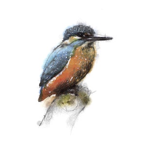 European King fisher | Limited edition fine art print from original drawing. Free shipping.