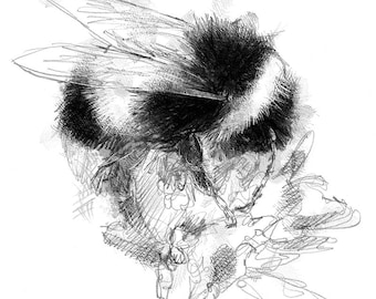 Bumble bee sketch | Limited edition fine art print from original drawing. Free shipping.