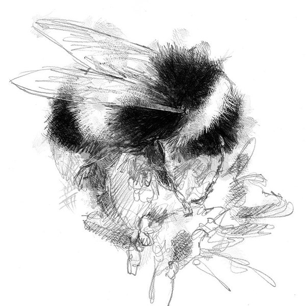 Bumble bee sketch | Limited edition fine art print from original drawing. Free shipping.