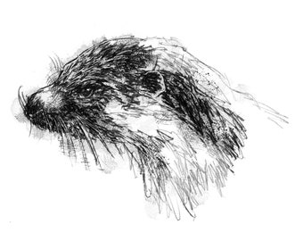 Otter sketch | Limited edition fine art print from original drawing. Free shipping.