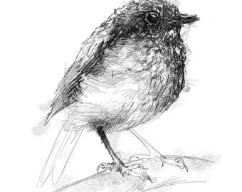 British robin sketch | Limited edition fine art print from original drawing. Free shipping.