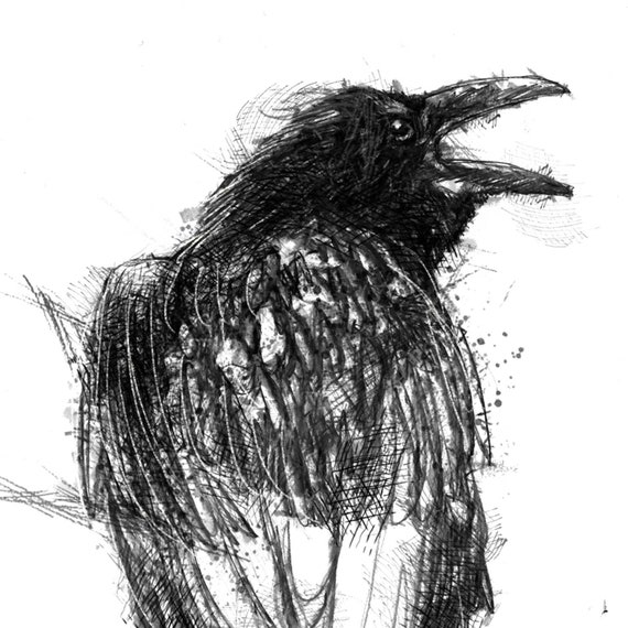 Crow Sketch | Limited Edition Fine Art Print From Original Drawing