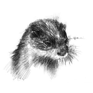 Soaking otter | Limited edition fine art print from original drawing. Free shipping