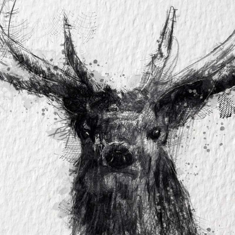 Red stag sketch Limited edition fine art print from original drawing. Free shipping. image 2