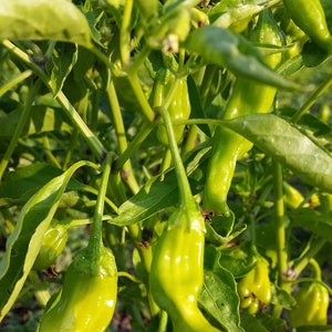 Organic Shishito Pepper