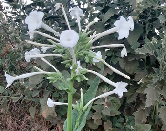 Organic 'Only the Lonely' Nicotiana