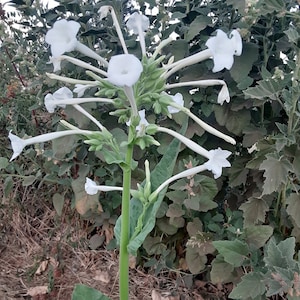 Organic &#39;Only the Lonely&#39; Nicotiana
