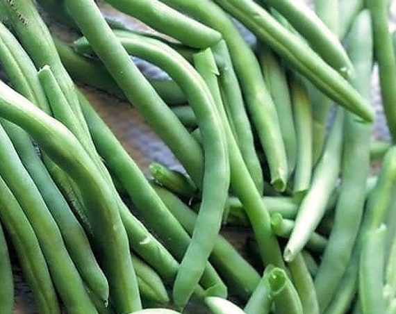 Organic Provider Bush Green Bean