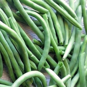 May include: A close-up shot of a pile of fresh, vibrant green string beans. The beans are long, slender, and slightly curved, with a smooth texture. The image highlights the natural color and shape of the vegetables.