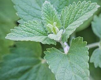 Organic Catnip Seeds