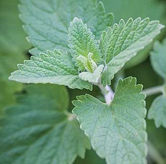Organic Catnip Seeds