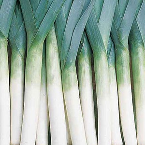 May include: A bunch of fresh green leeks with white stalks and roots.