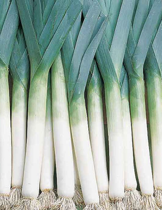 Organic Lancelot Leek