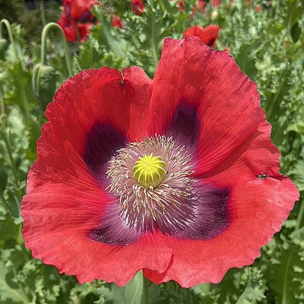 Organic Italian Heirloom Breadseed Poppy