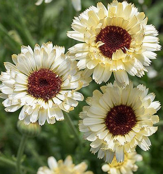 Organic 'Ivory Princess' Calendula