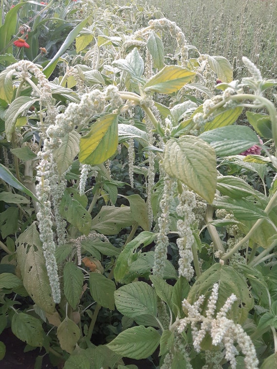 Organic 'Emerald Tassels' Amaranth