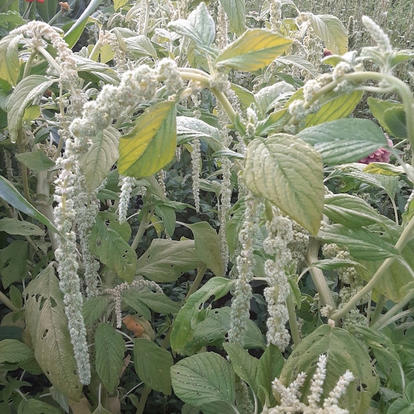 Organic 'Emerald Tassels' Amaranth