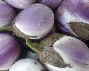 Organic Rosa Bianca Eggplant