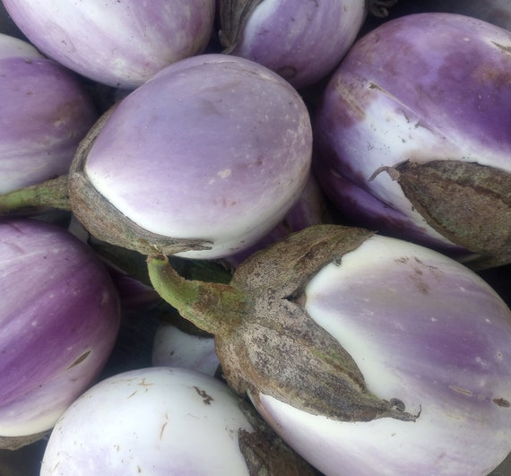 NEW! Organic Rosa Bianca Eggplant