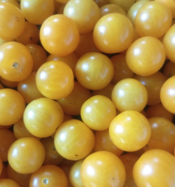 Organic Igleheart Cherry Tomato