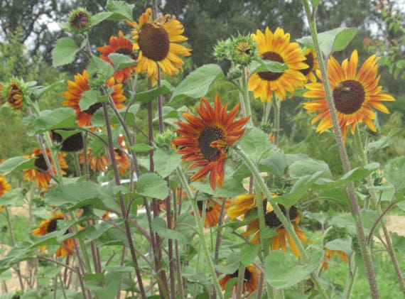 NEW! Organic 'Velvet Queen' Sunflower