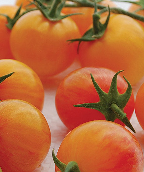 Organic Tropical Sunset Tomato