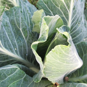 May include: Close-up of a green cabbage head with large, crinkled leaves. The leaves are a deep green color and have a slightly frosted appearance.