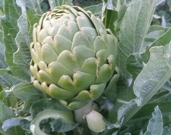 Organic Artichoke, Italian Heirloom Mix