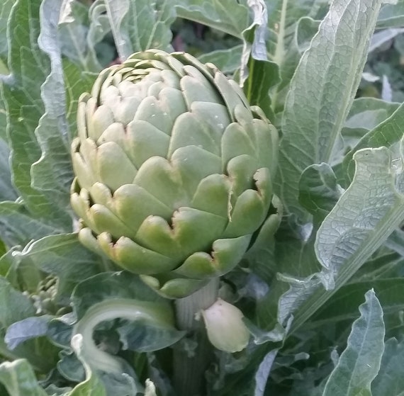 Organic Artichoke, Italian Heirloom Mix