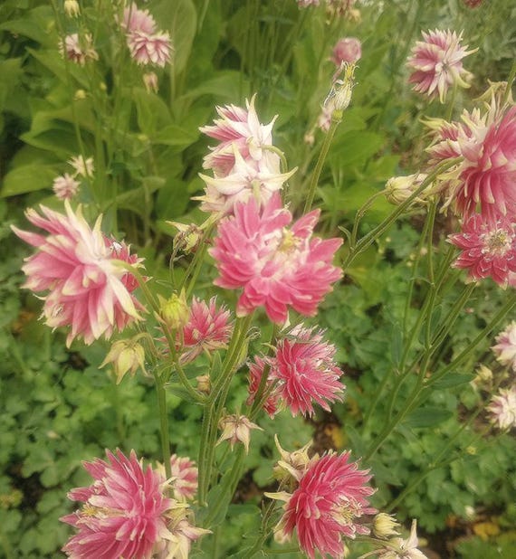NEW! Organic 'Double Take' Columbine