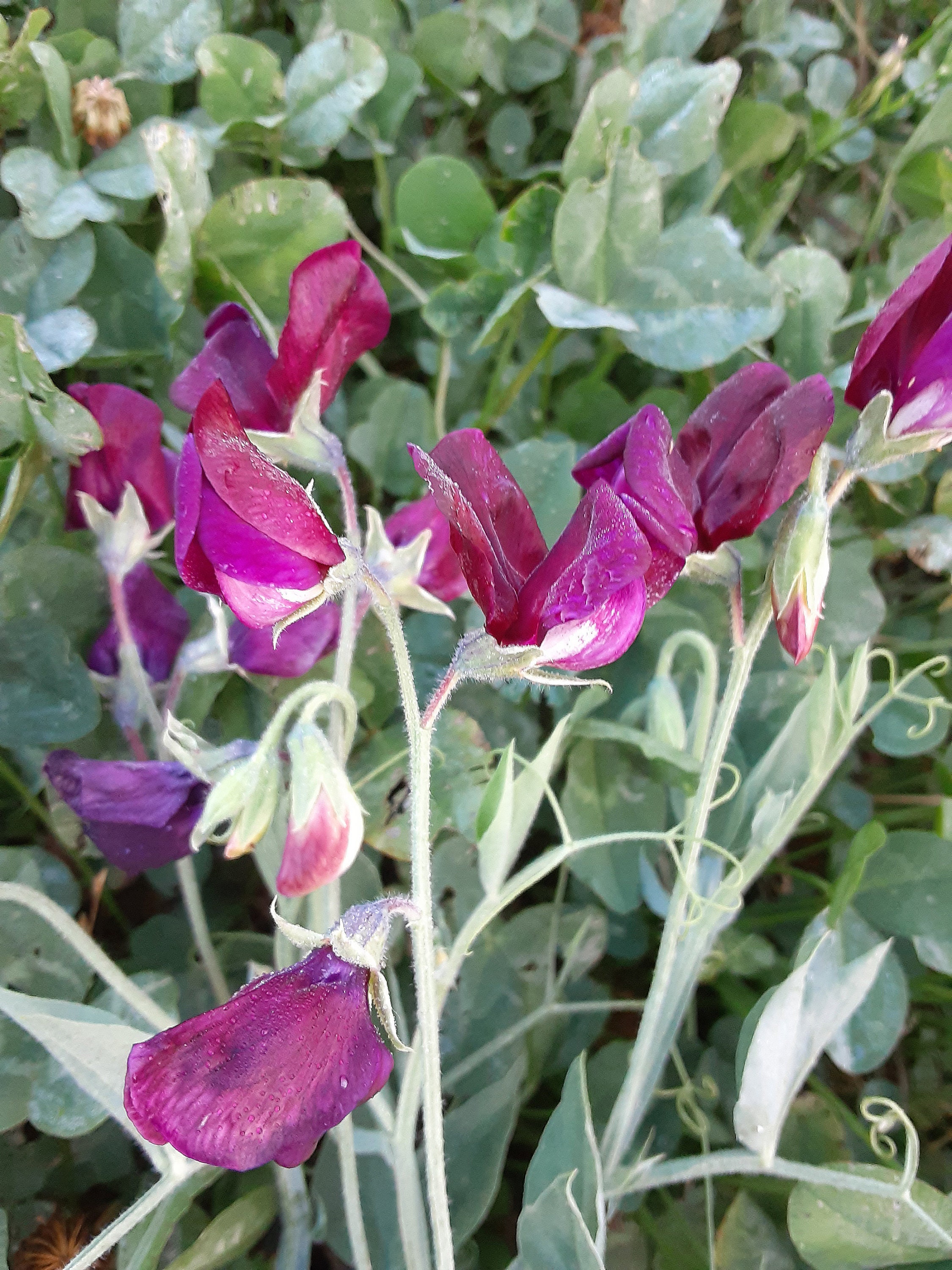 Organic Midnight Sweet Pea