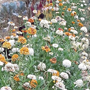 Organic 'Peppermint Stick' Zinnia image 2
