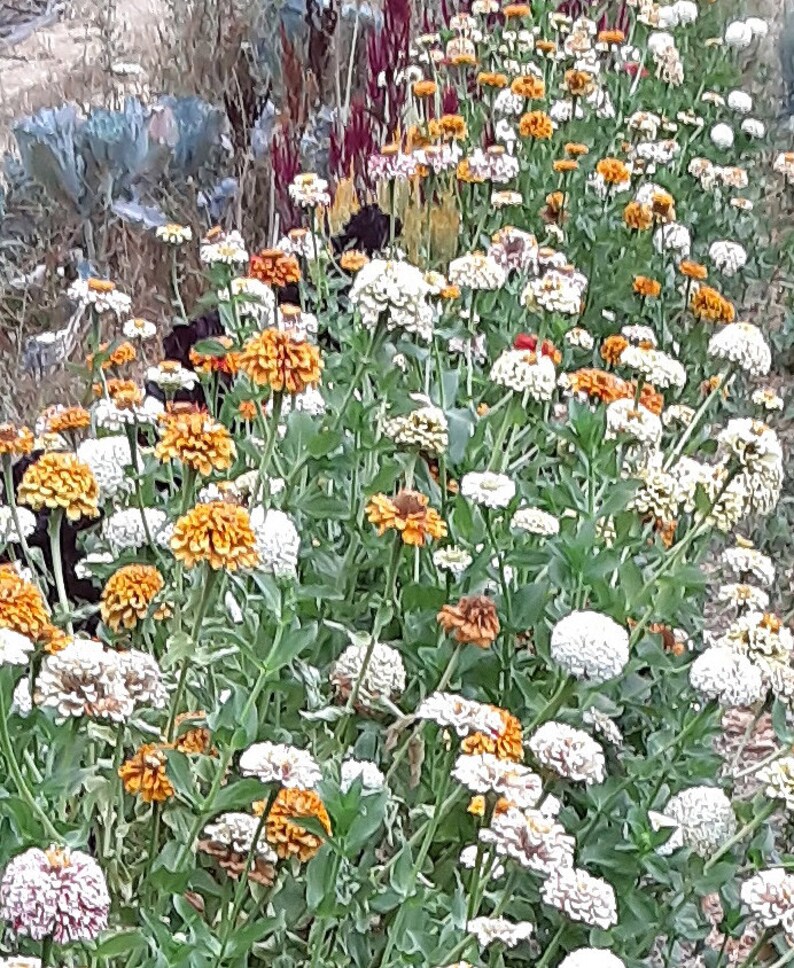Organic 'Peppermint Stick' Zinnia image 2