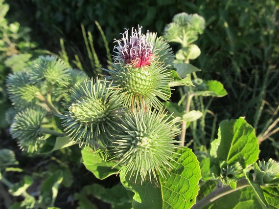 Organic Salada Musume Burdock