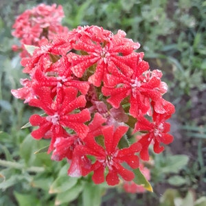 Organic Maltese Cross
