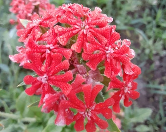 Organic Maltese Cross